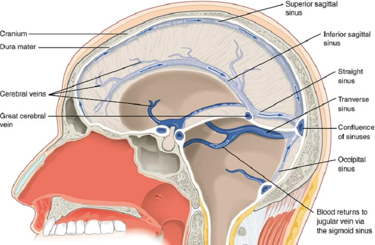 The 8 Cranial Bones  Parts, Location & Function - Video & Lesson