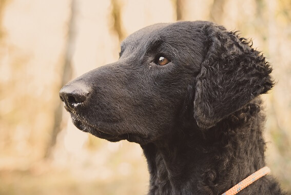 Curly Coated Retriever Facts And, How Long Do Curly Coated Retrievers Live In Germany