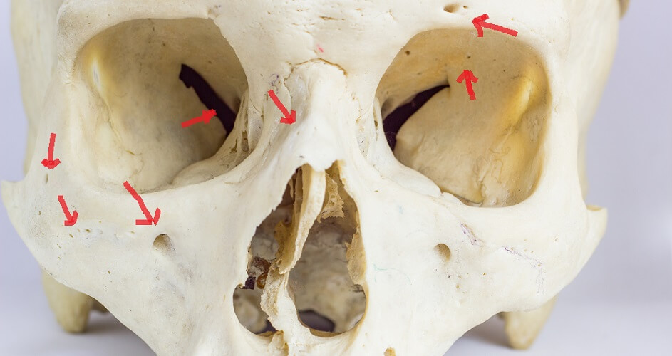 pharyngeal canal skull