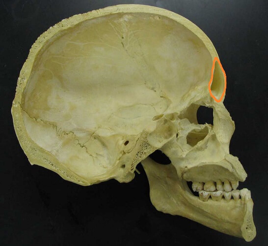 Bones of the cranium: Video, Anatomy & Definition