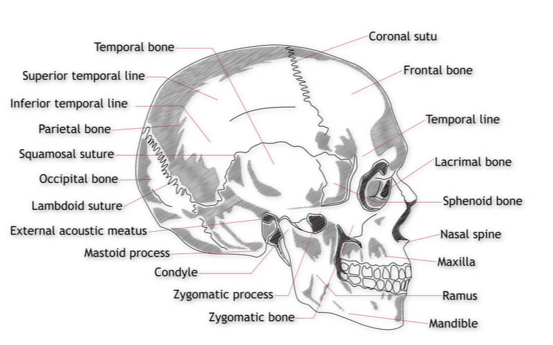 visual diagram of the skull structures