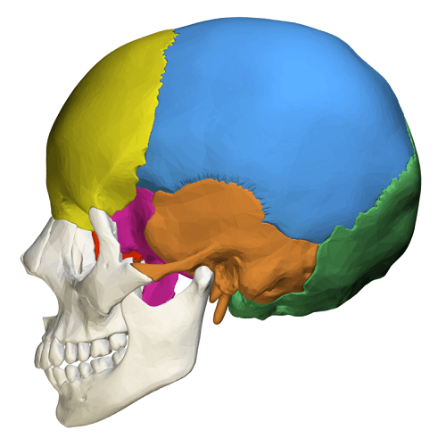 the joints between cranial bones of the skull are called