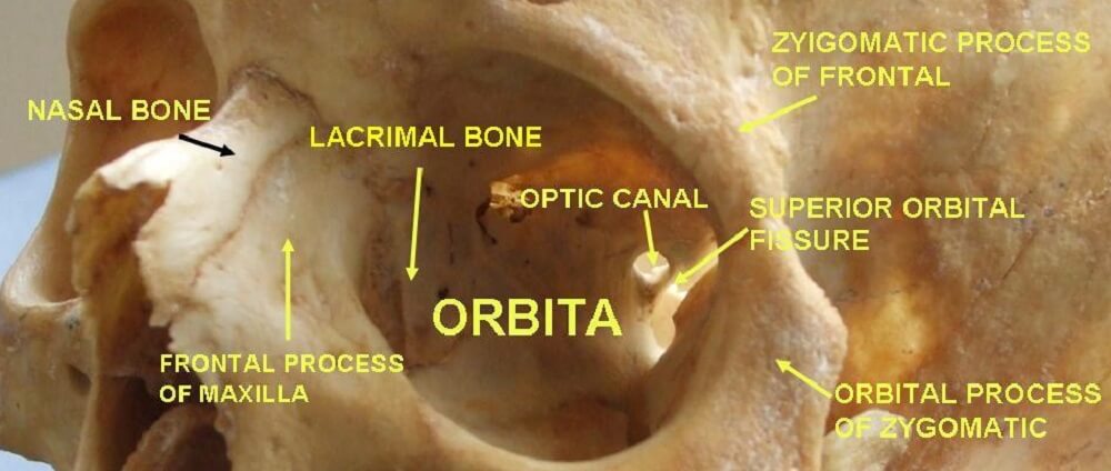 zygomatico orbital foramen