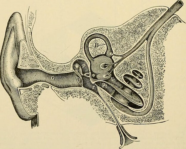 temporal-bone-the-definitive-guide-biology-dictionary