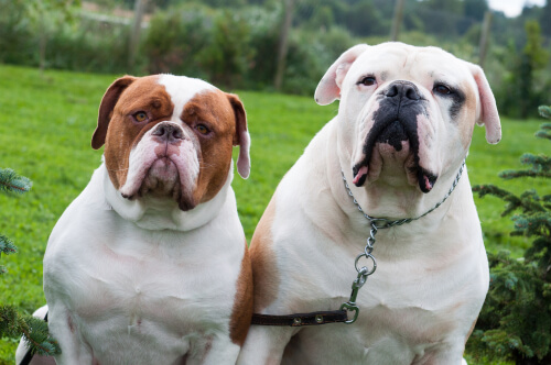 American Bulldog Facts and Beyond Biology Dictionary