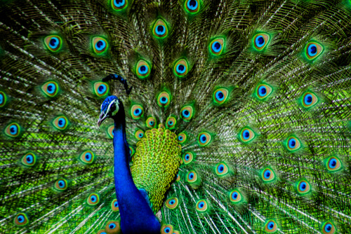 What is Peacock?