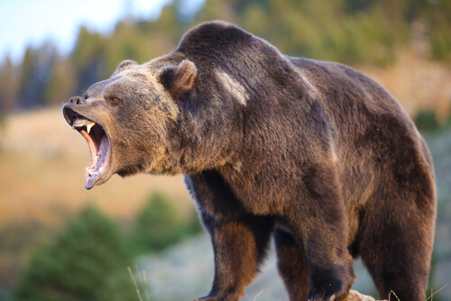 Kodiak bear - Wikipedia