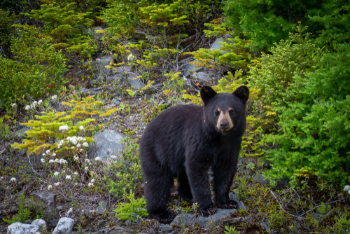 american black bear habitat