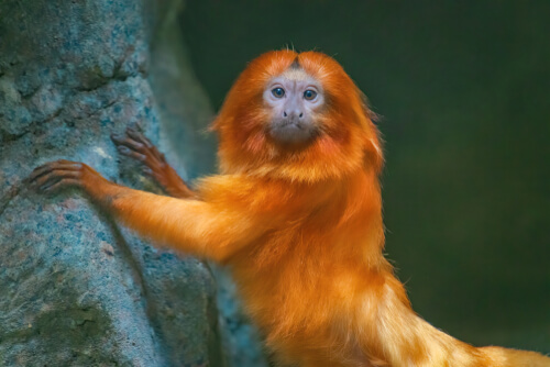 Conservation of the golden-headed lion tamarin in a changing climate