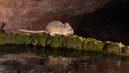 Pack Rat Facts And Beyond Biology Dictionary