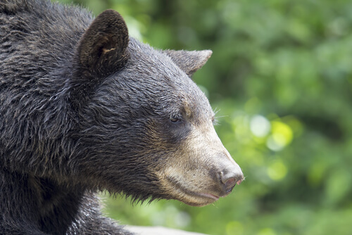 North American Black Bear