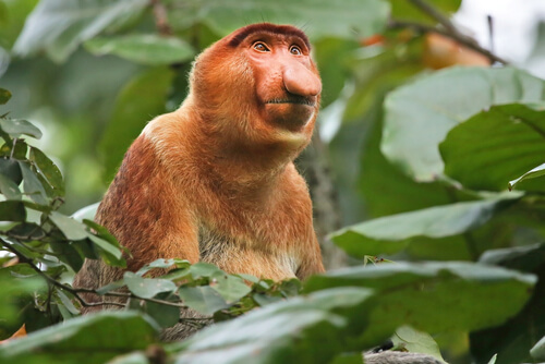 Proboscis Monkey  National Geographic