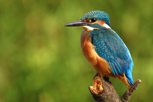 Kingfisher - Facts and Beyond