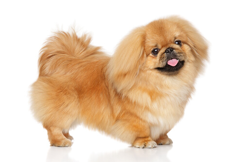 Pekingese - Facts and Beyond | Biology Dictionary