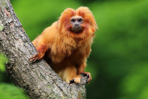 tamarin-facts-and-beyond-biology-dictionary