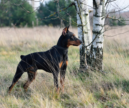 how often should you care for a german pinscher