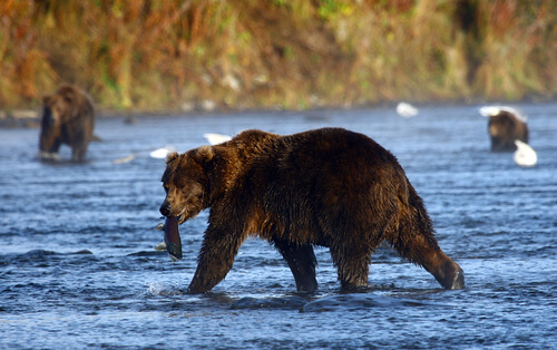 7 Cool Facts About Our Kodiak Bears - Marshfield Made New