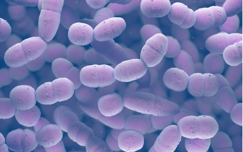 visual representation of streptococcus pneumoniae