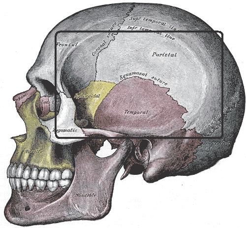 Zygomatic Bone The Definitive Guide Biology Dictionary