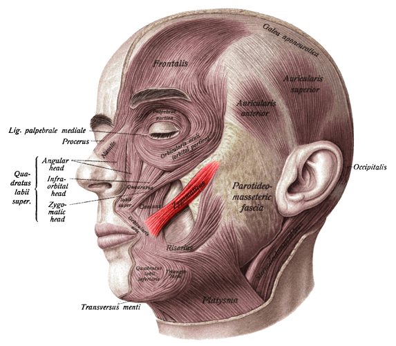 zygomatic area