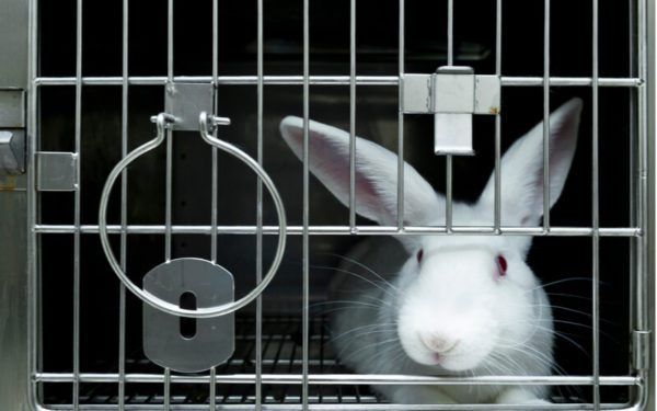 Rabbits are often used for in vivo testing of pharmaceuticals, beauty products, and other things that must be tested for safety before human consumption.