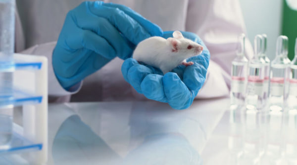 A research draws blood from a mouse during an experimentation.