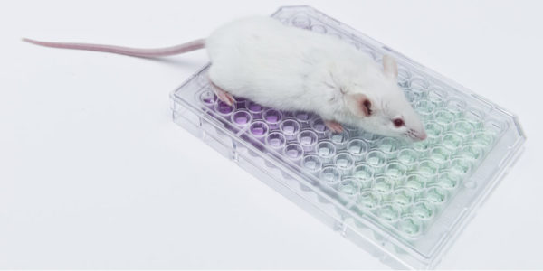 A laboratory mouse is a commonly used animal for in vivo experimentation, and several breeds of lab mice have been created with different traits.