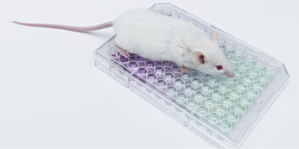 A diagram depicting in vivo and in vitro testing.