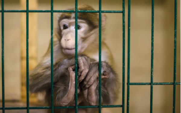 A macaque sits in a cage during a testing trial. 