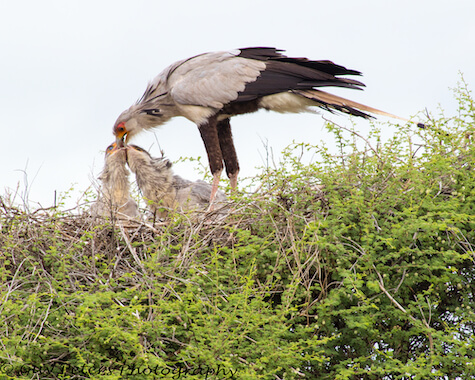 Secretary Bird Facts And Beyond Biology Dictionary   Secretary Bird And Chicks 