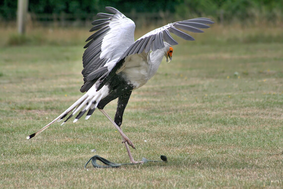 Secretary Bird - Facts and Beyond | Biology Dictionary