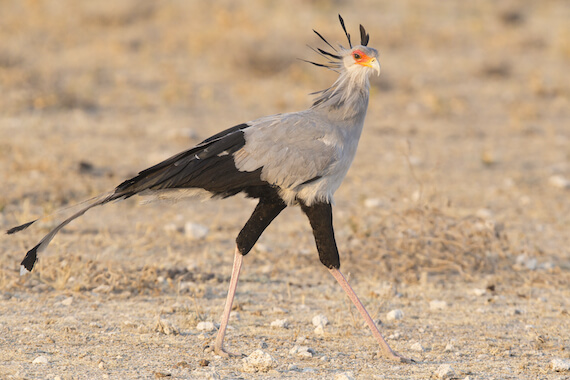 Secretary bird, facts and photos