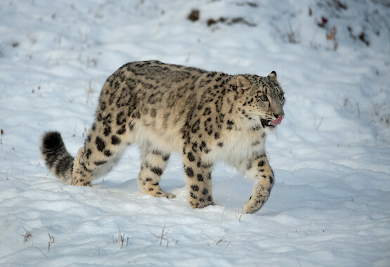 In the footsteps of the Snow Leopard with Organika