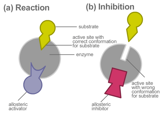 enzyme active site allosteric site