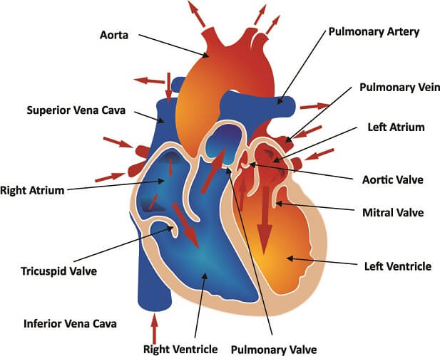 Pulmonary Artery - The Definitive Guide | Biology Dictionary