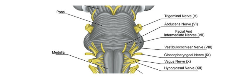 Facial Nerve - The Definitive Guide | Biology Dictionary