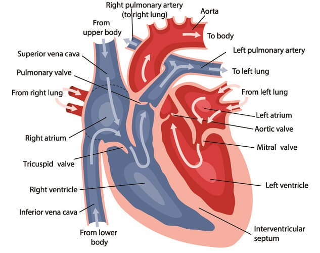 valsalva-anatomy