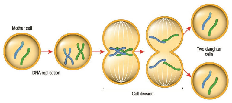 B Cells (B Lymphocytes) - The Definitive Guide | Biology Dictionary