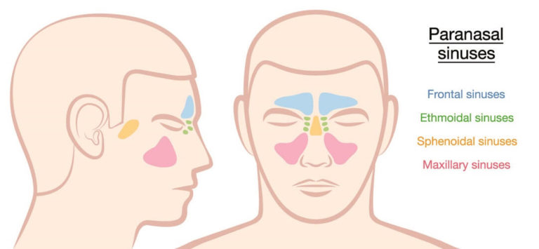 Paranasal Sinuses - The Definitive Guide | Biology Dictionary