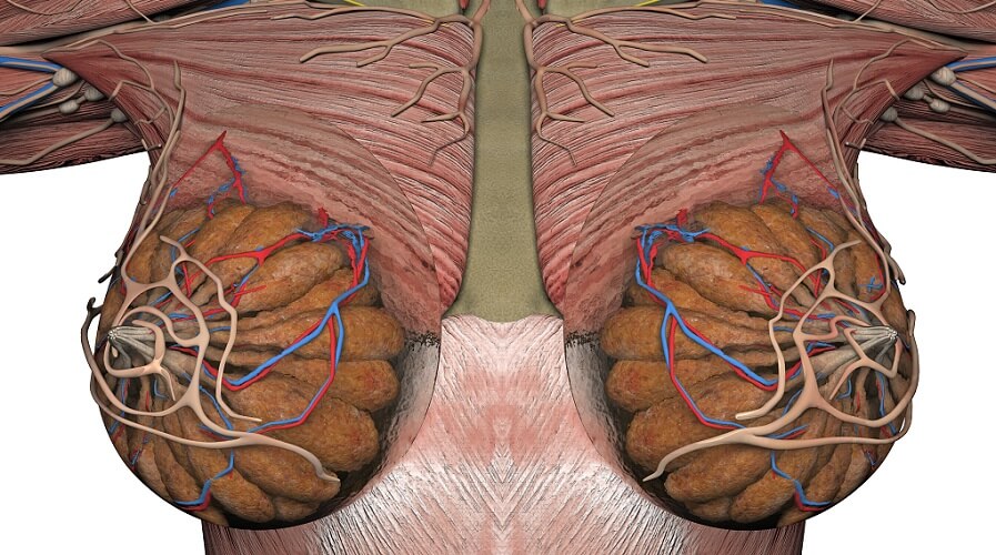 Female Chest Anatomy. Mammary Gland, Duct and Lobular Structure