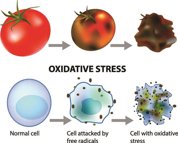 essay on oxidative stress