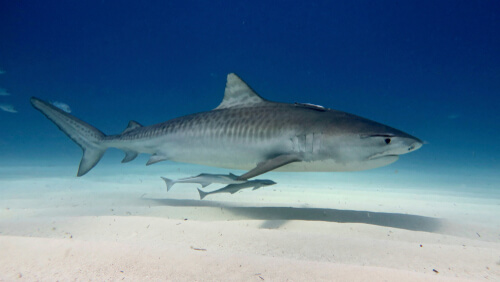 Tiger Shark - Facts and Beyond