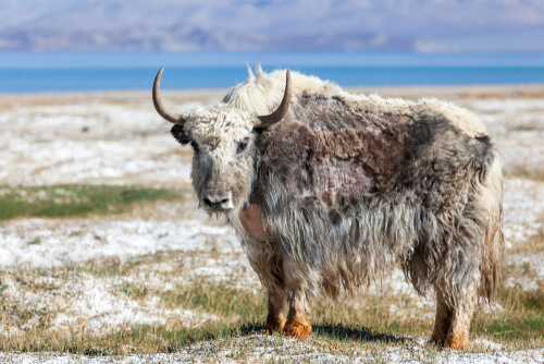 A yak standing alone in a snowy field