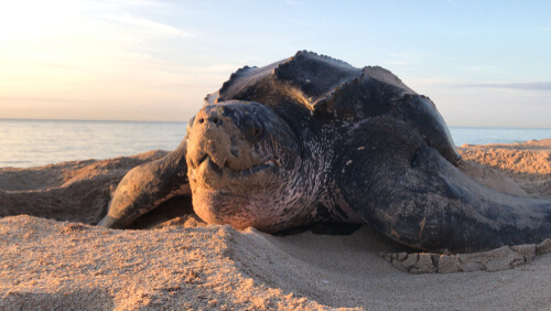 Leatherback Sea Turtle - Facts and Beyond | Biology Dictionary