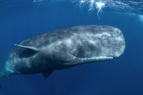 A sperm whale swimming near the water's surface
