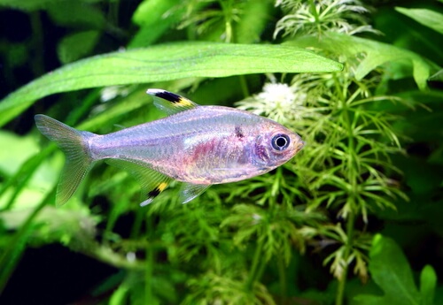 X Ray Fish Facts And Beyond
