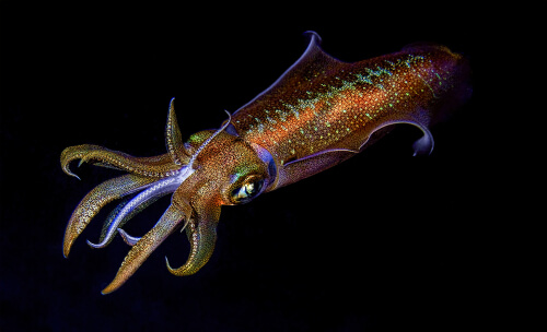 Giant Squid - Facts and Beyond | Biology Dictionary