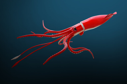 Giant Squid - Facts and Beyond | Biology Dictionary
