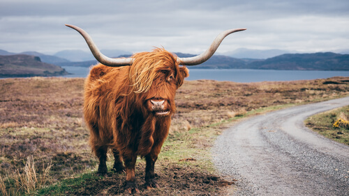 A brown yak standing roadside
