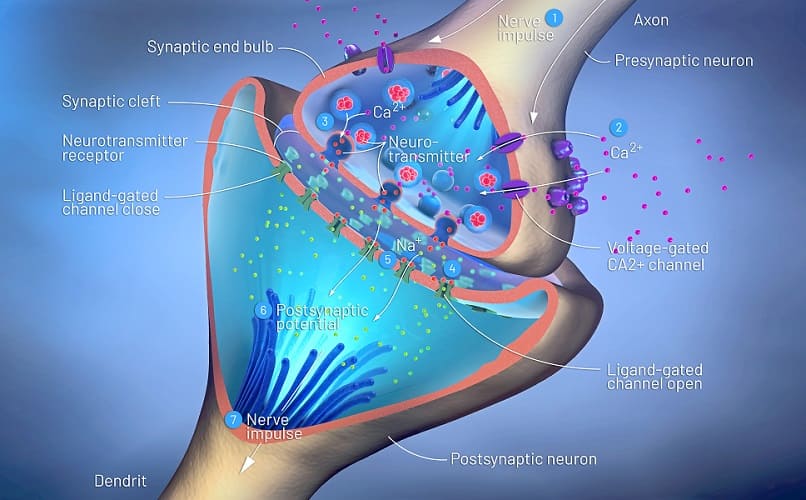 botulinum toxin nikotin patkány)